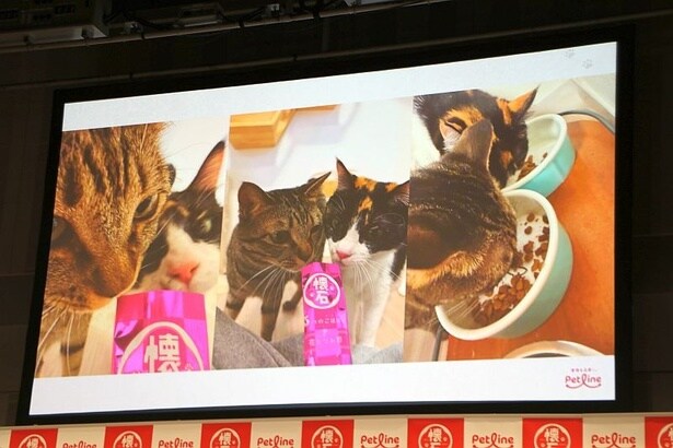 会場では、佐久間さんの愛猫・ツナとシャチの写真も公開