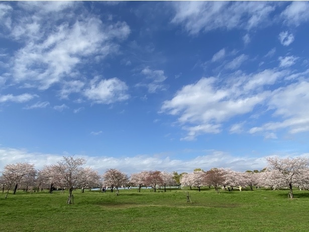 広々としたお花見広場で薄桃色の花が咲き誇る / 舎人公園の桜