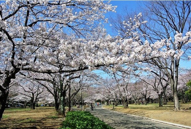 園内にはソメイヨシノ、大島桜、山桜などが植えられている / 代々木公園の桜