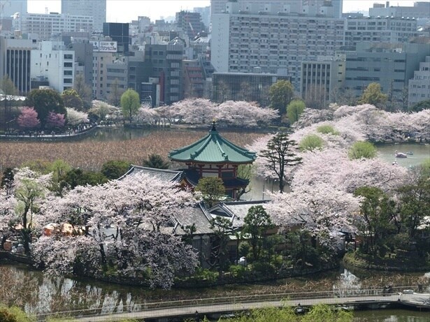 不忍池そばの桜並木は花見客でにぎわいを見せる / 上野恩賜公園の桜