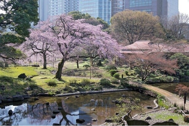 春の到来を感じさせる新緑と薄桃色のコントラストが美しい / 小石川後楽園の桜