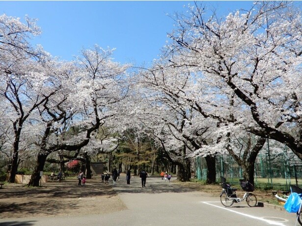 三宝寺付近の桜 / 石神井公園の桜
