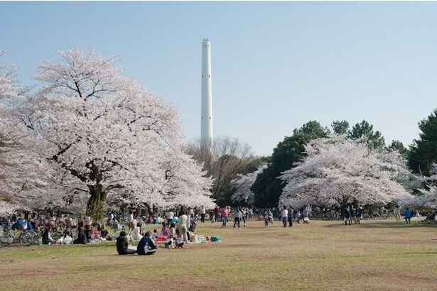 広大な敷地に咲き誇る桜は見事 / 都立光が丘公園の桜