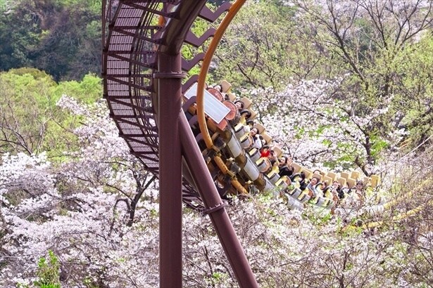 ジェットコースターに乗りながら桜を楽しむことも / よみうりランドの桜