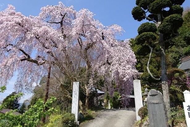 しだれ桜が参詣者をお出迎え / 梅岩寺の桜