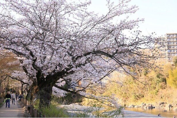 桜を見ながら川べりの道を散歩できる / 釜の淵公園の桜
