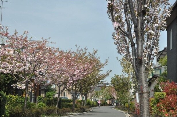 緑道の早春の桜 / 相模が丘仲よし小道 さくら百華の道の桜