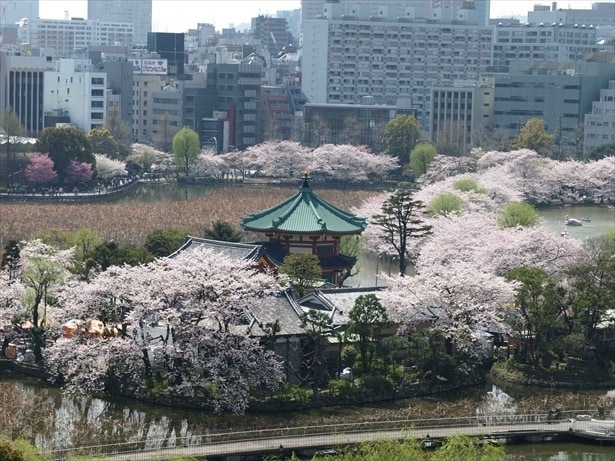 不忍池そばの桜並木は花見客でにぎわいを見せる / 上野恩賜公園の桜