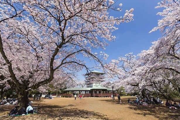 花見客で賑わう枡形山広場の風景 / 生田緑地の桜