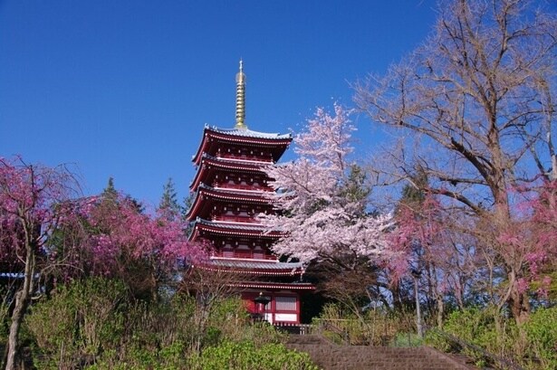 五重塔と桜を同時に見られる春に訪れるのがおすすめ / 本土寺の桜