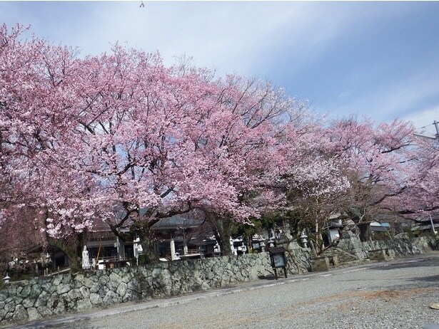 あたり一面を見事に染め上げるしだれ桜 / 妙了寺の桜