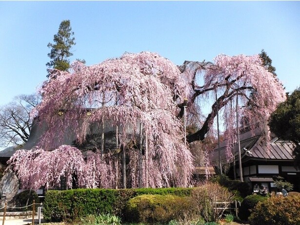 壮大な風景を作り出すイトザクラ / 慈雲寺の桜