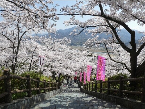 石階段に影を落とす、見事に咲き誇る桜たち / 大法師公園の桜