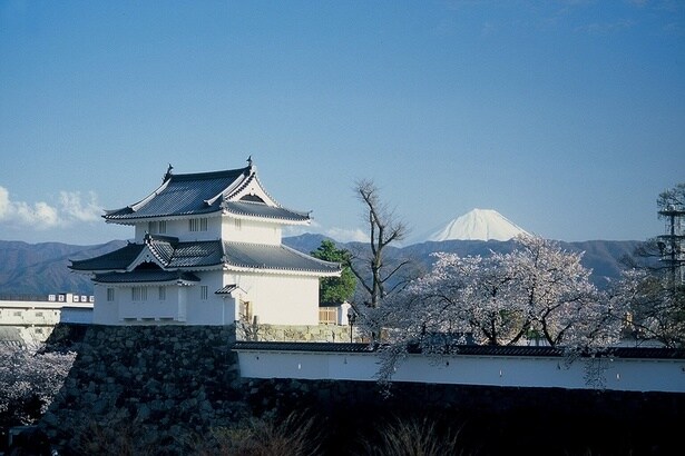舞鶴城と桜、富士山の豪華なコラボレーション / 舞鶴城公園の桜