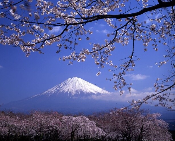 見頃の時期には5000本の桜が満開に / 大石寺の桜