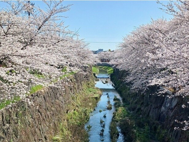 山崎川の両岸を満開の桜が彩る / 山崎川四季の道の桜