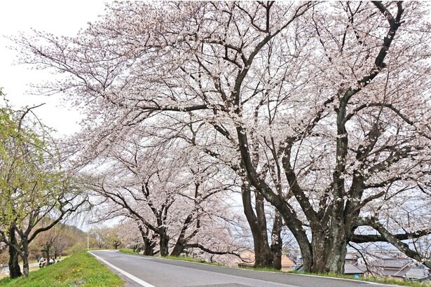 400本以上の桜が訪れる客を楽しませる / 木曽川堤の桜