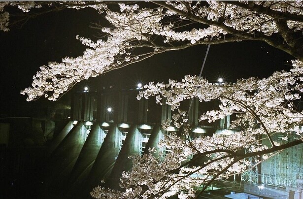 満開の桜が約1000本並ぶ景色は圧巻 / 秋葉ダム千本桜