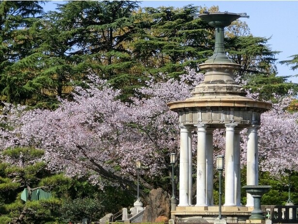 公園内を満開の桜がピンクに染める / 鶴舞公園の桜