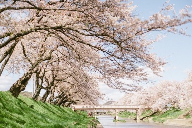 トンネル状に咲き誇る姿は圧巻 / 新境川堤の桜並木