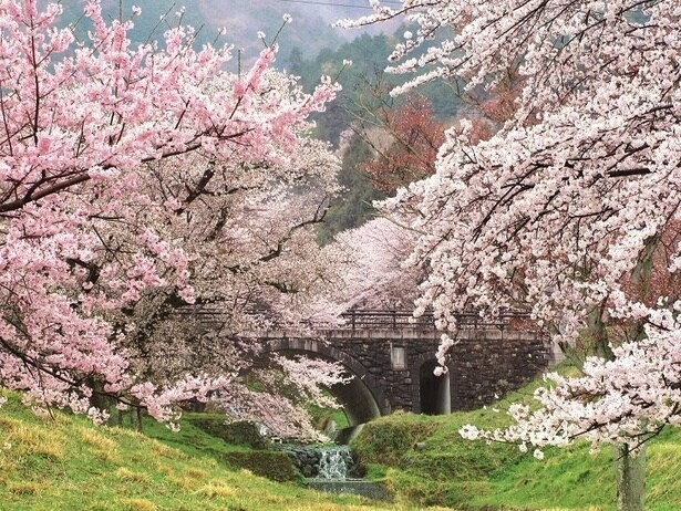桜がピンク色の霞を作り出す / 霞間ヶ渓の桜