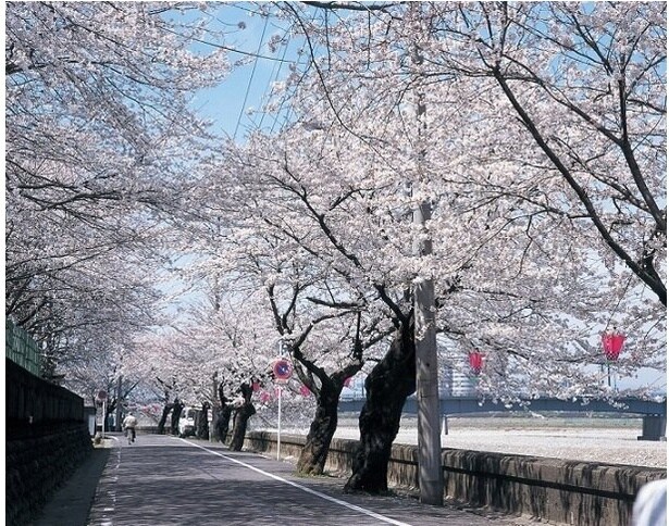長良川沿いに1キロメートルにわたって桜が咲く / 岐阜公園長良川堤の桜