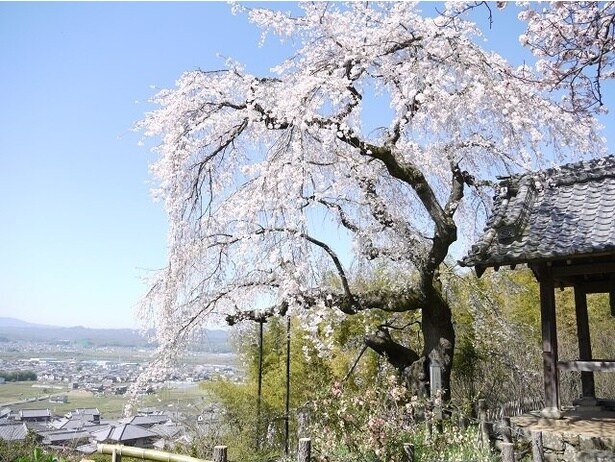 高台から望むパノラマと天然記念物のしだれ桜 / 地蔵禅院の桜