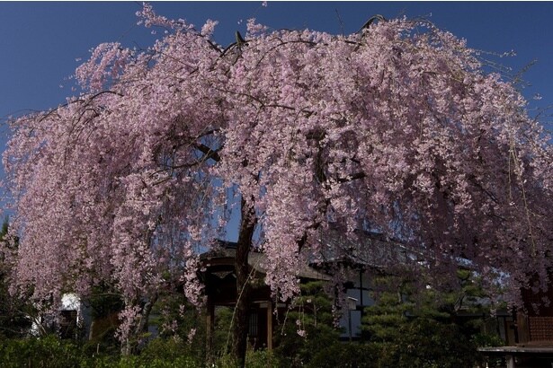 『紫の桜』は一見の価値がある / 法金剛院の桜