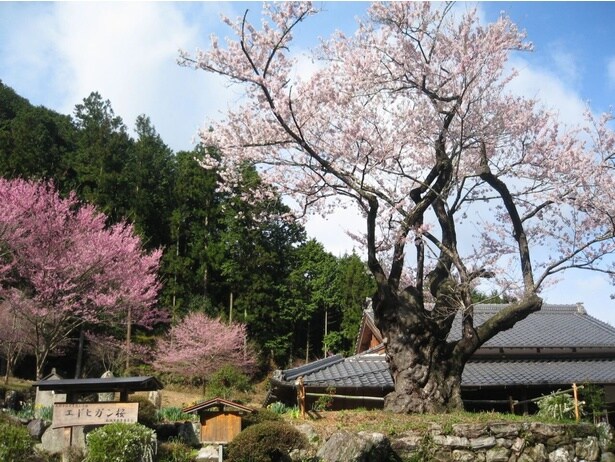 桜のピンクと山の緑のコントラストがすてき / 春谷寺エドヒガンザクラ