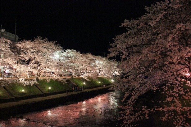 ライトアップされた桜と反射する水面が幻想的 / 厚狭川河畔の桜