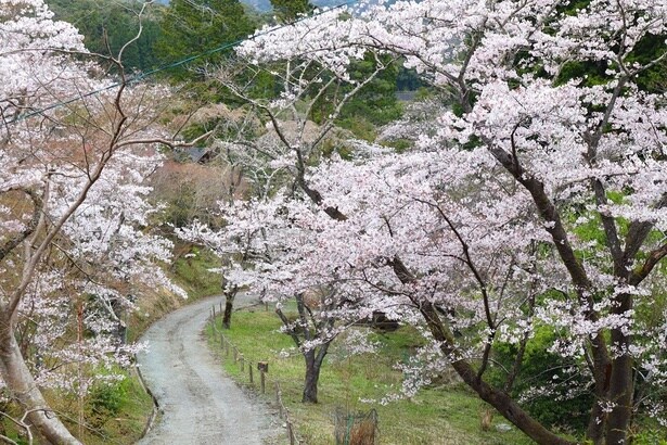 3月下旬から4月上旬にかけて満開の桜を眺められる / 大滝峡自然公園の桜