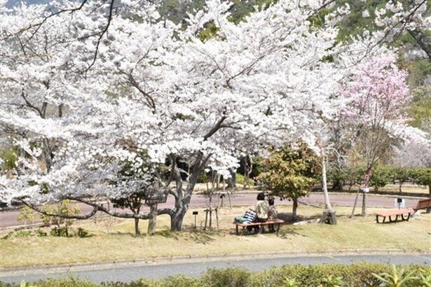 ソメイヨシノの並木 / ひろしま遊学の森 広島県緑化センター さくら通りの桜