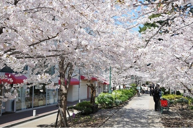 大劇場までの道のりが桜で彩られる / 花のみち(宝塚)の桜
