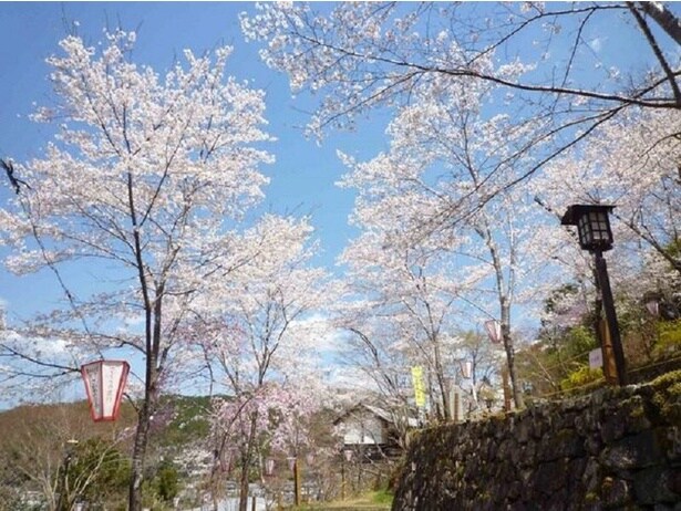 さまざまな品種の桜が咲き誇る / 牧野公園の桜