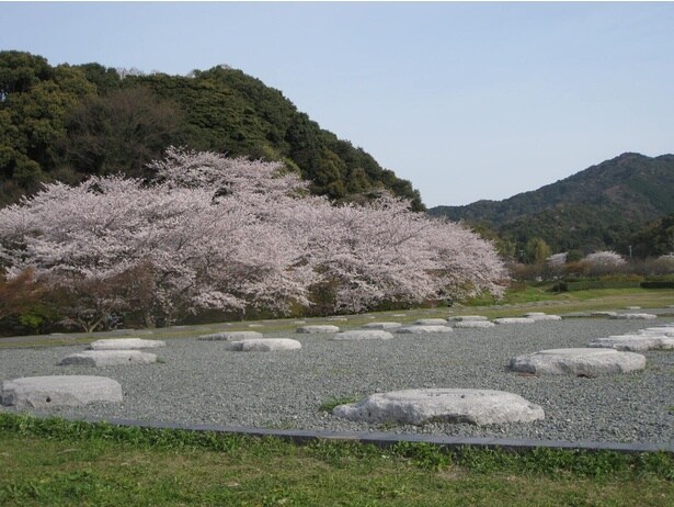 太宰府の史跡に彩りを添える桜の花々 / 大宰府政庁跡の桜