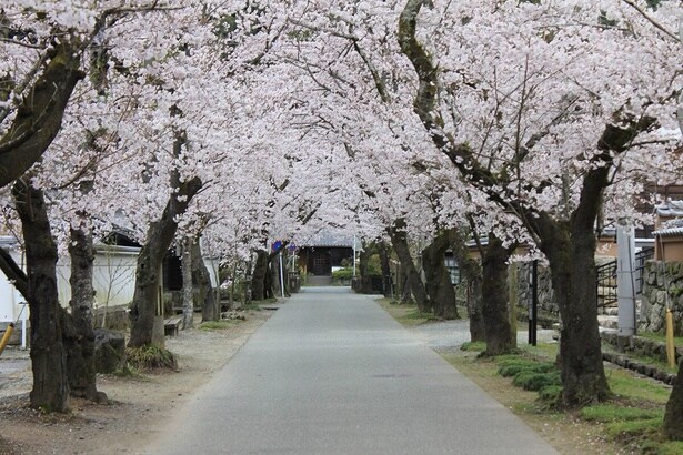 桜のトンネルが美しい / 秋月杉の馬場通りの桜