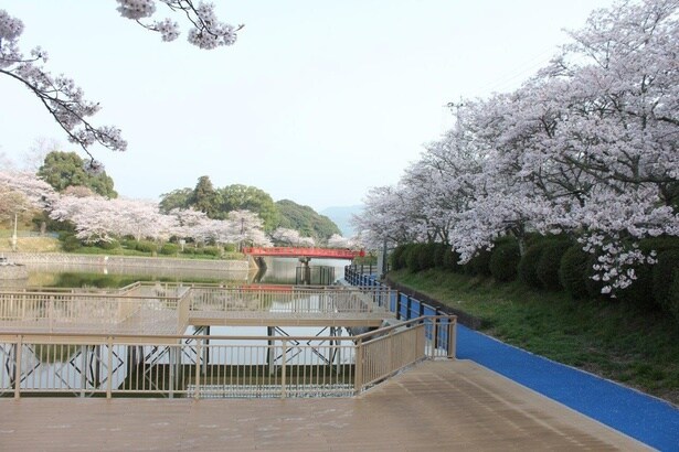 赤い橋と周囲のソメイヨシノが作り出す景観は見応えあり / 甘木公園の桜(福岡県朝倉市)