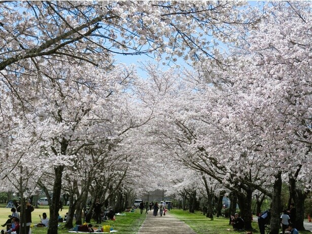 千本桜として有名で「日本さくら名所100選」にも選定されている / 忠元公園の桜