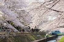今週末に見頃の桜が楽しめそうな全国のお花見名所(3月28日・29日)