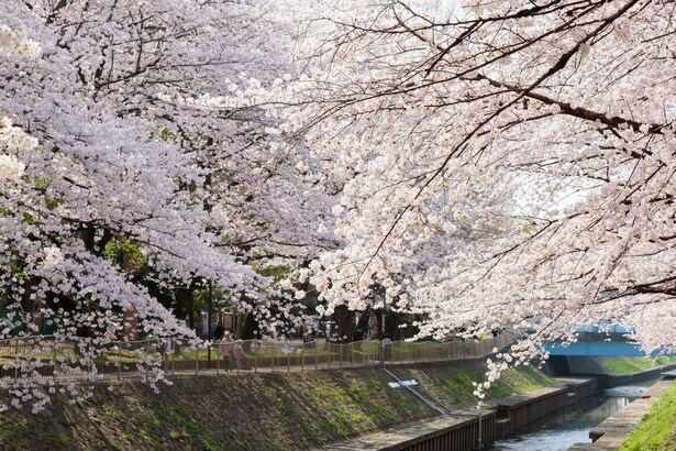 今週末に見頃の桜が楽しめそうな全国のお花見名所(3月28日・29日)