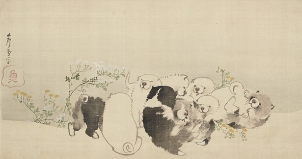 長沢蘆雪《菊花子犬図》個人蔵　前期・後期展示