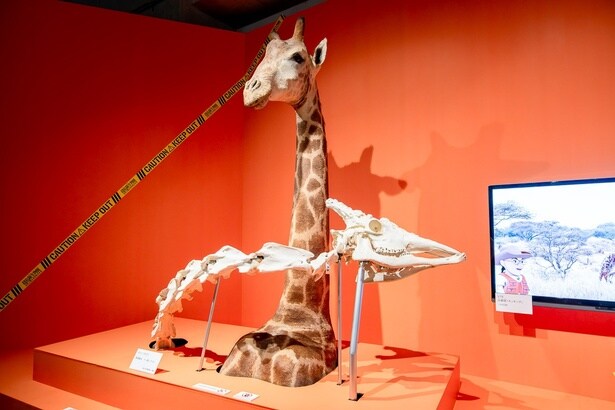 キリンのゴツゴツした頭骨で、喧嘩シーンを再現