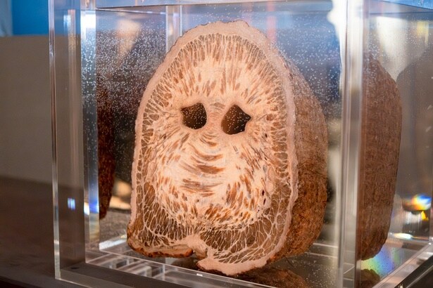 約9万もの筋束がびっしりと詰まったゾウの鼻の断面