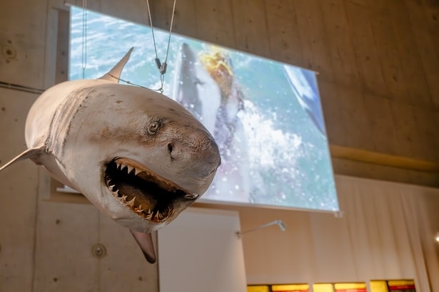 ホオジロザメの大きく開く口の構造も、可動模型で展示されている