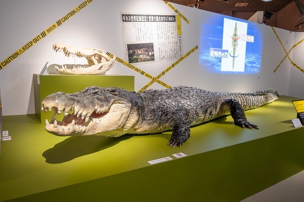 全長6.17メートル、体重1075キログラムの超巨大なイリエワニの“ロロン”