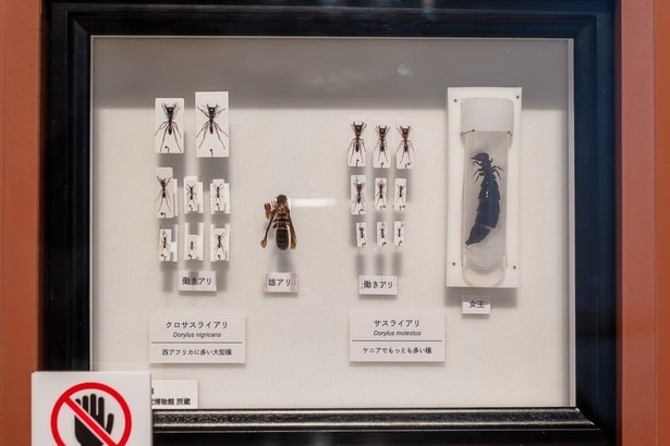 日本初展示の激レアな女王アリの標本は、ぜひチェックしておきたい