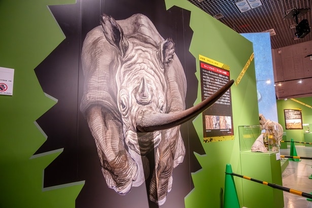 サイの角には、骨がないそう