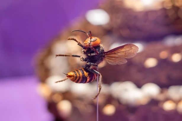 日本人になじみ深いスズメバチは、身近なキケン