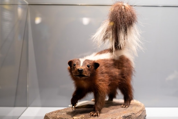 オナラといえば、スカンクが有名