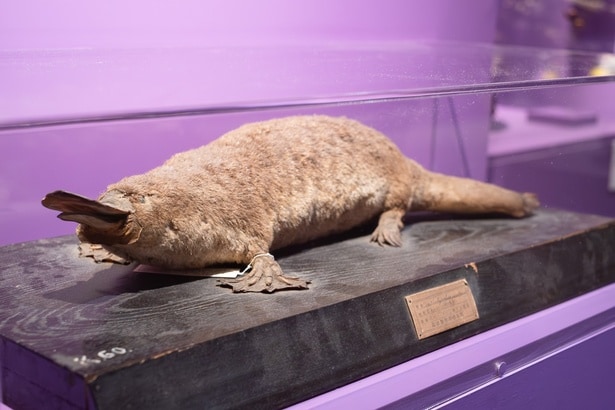 こんなかわいいカモノハシに毒があるなんて、びっくり！